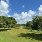 listing image thumbnail with ID 20436