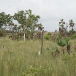 listing image thumbnail with ID 25250