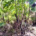 listing image thumbnail with ID 23716