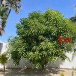 listing image thumbnail with ID 29897