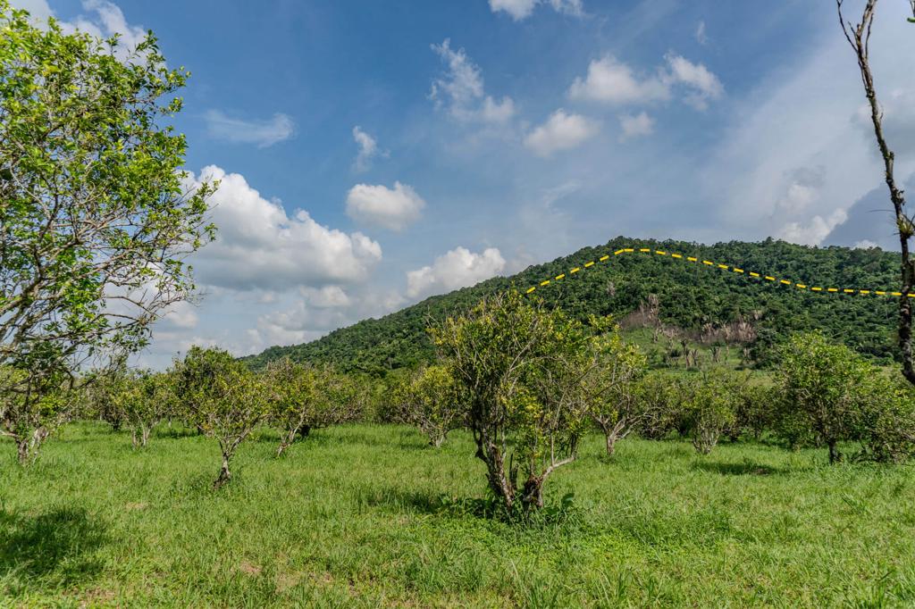 listing image with ID 30351