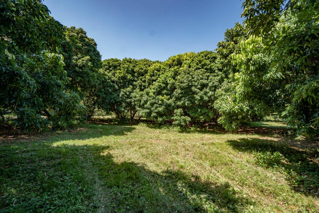 listing image with ID 30333