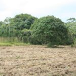 listing image thumbnail with ID 36147