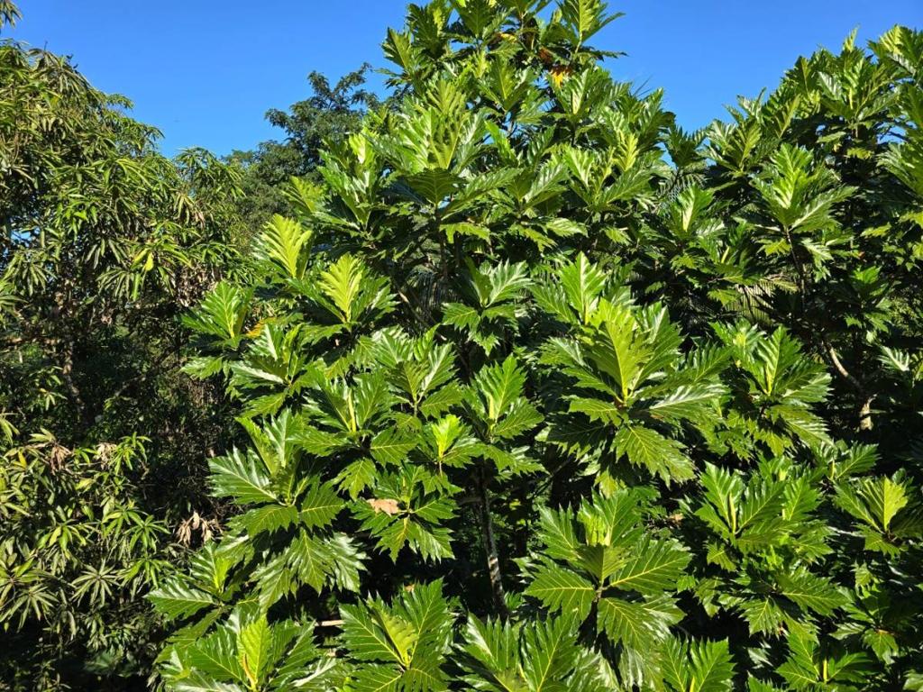 listing image with ID 43867