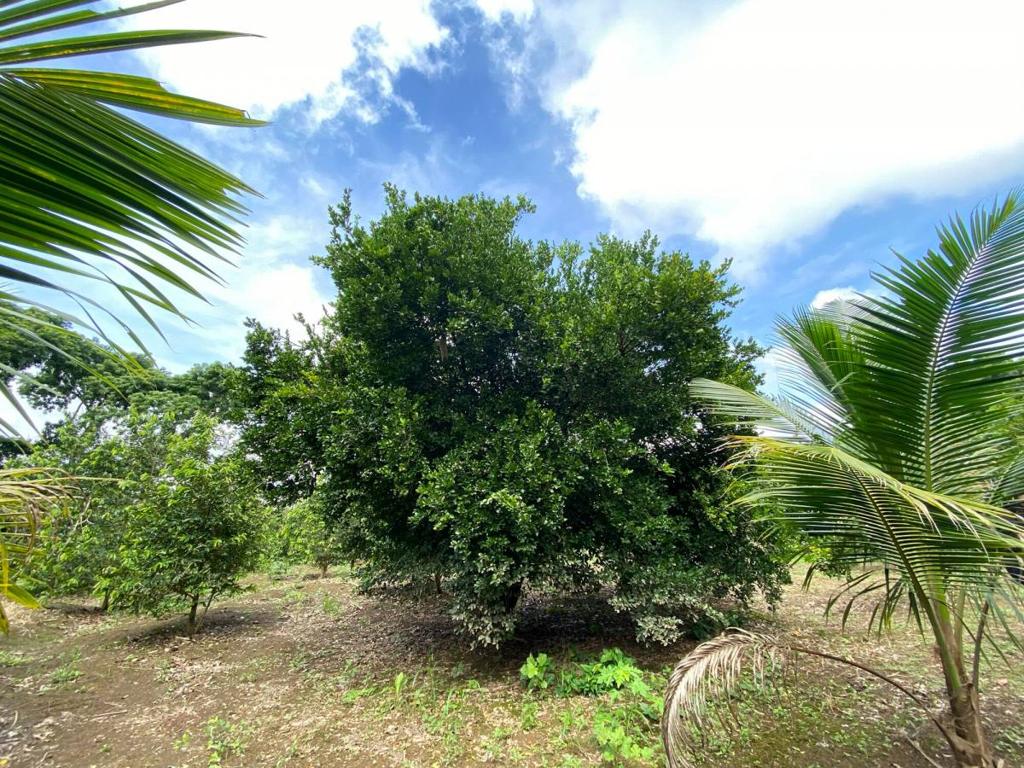 listing image with ID 45714