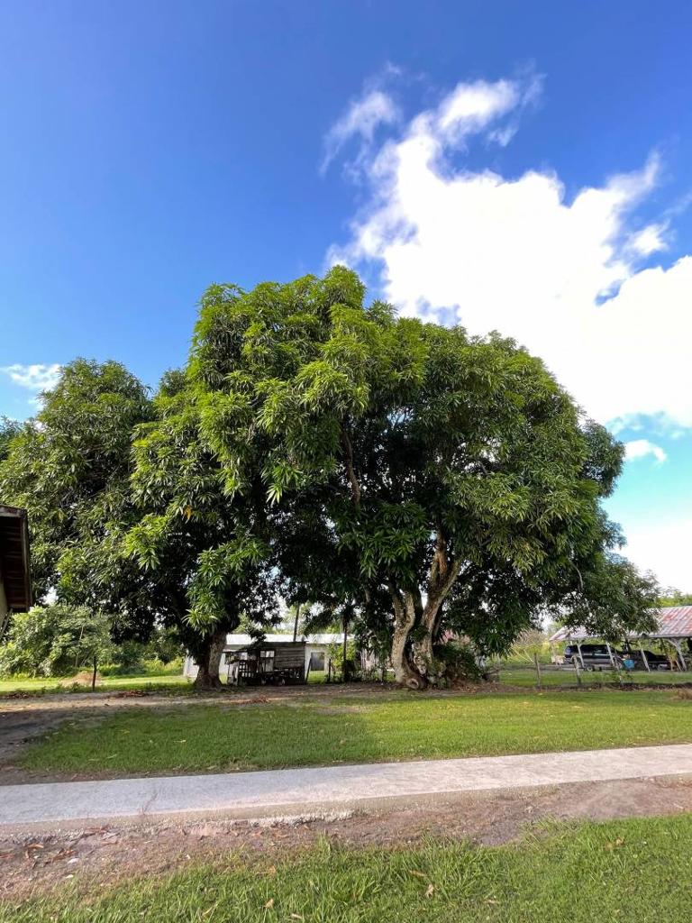 listing image with ID 40997