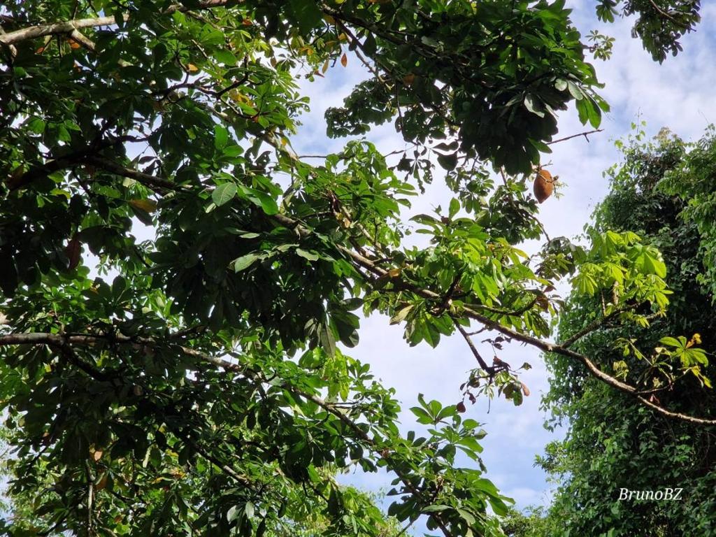 listing image with ID 42687