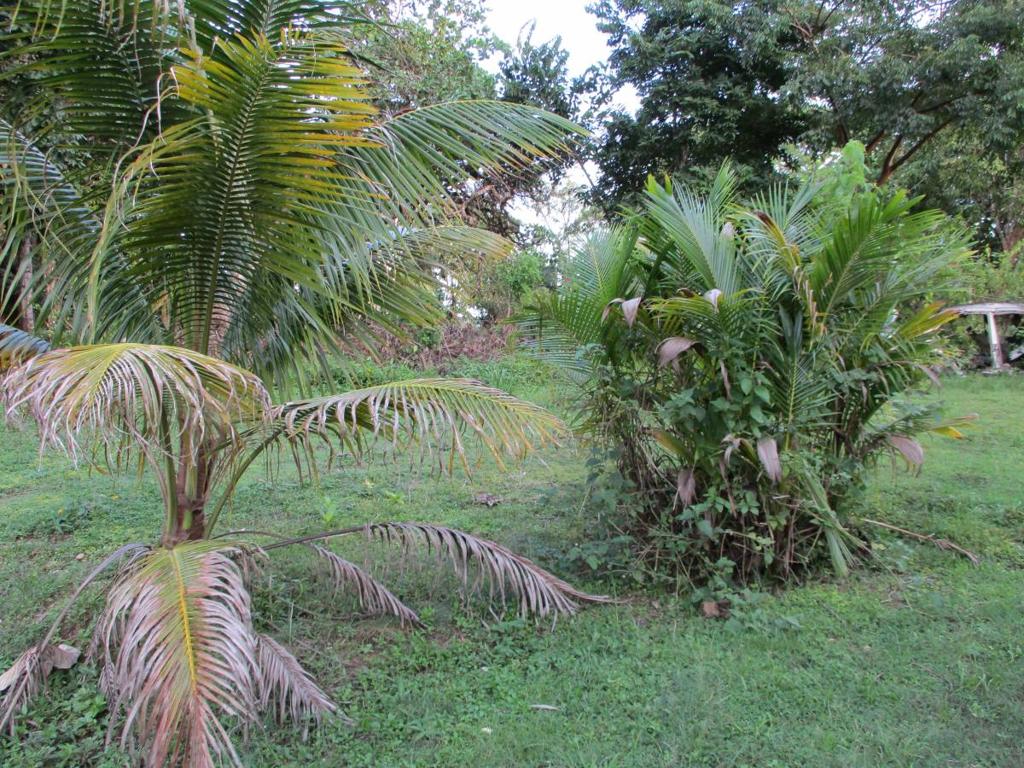 listing image with ID 43057