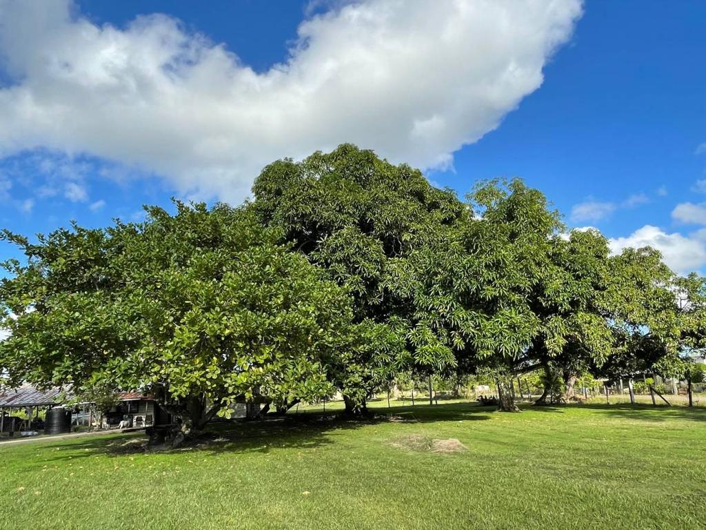 listing image with ID 41000