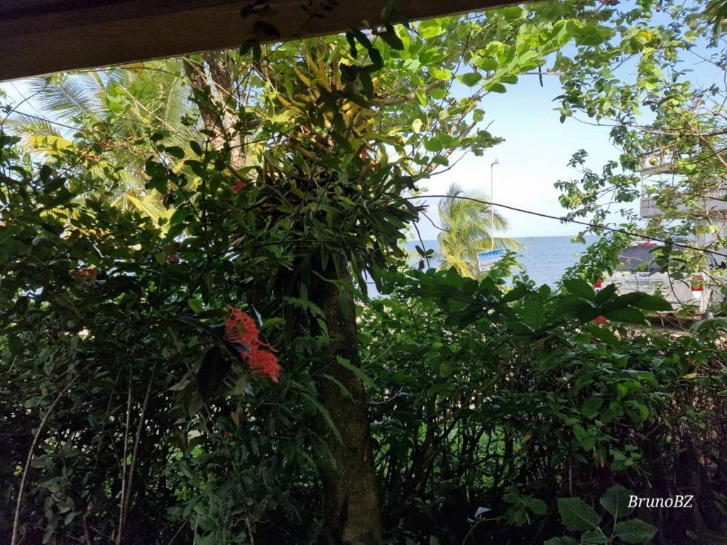 listing image with ID 41600