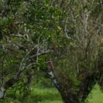 listing image thumbnail with ID 48959