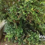 listing image thumbnail with ID 48835