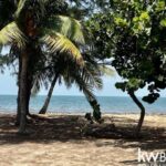 listing image thumbnail with ID 50063