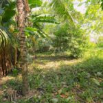 listing image thumbnail with ID 49902