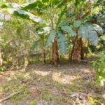 listing image thumbnail with ID 49907