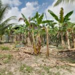 listing image thumbnail with ID 49629