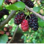 listing image thumbnail with ID 50739