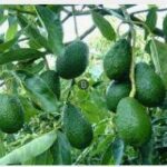 listing image thumbnail with ID 50740