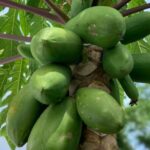 listing image thumbnail with ID 50738