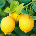 listing image thumbnail with ID 50736