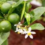 listing image thumbnail with ID 50737