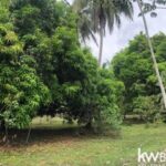 listing image thumbnail with ID 50889