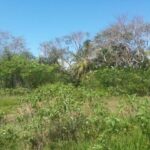 listing image thumbnail with ID 51034