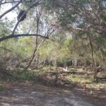 listing image thumbnail with ID 53054