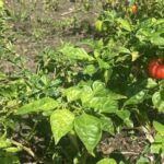 listing image thumbnail with ID 53993