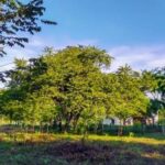 listing image thumbnail with ID 52589