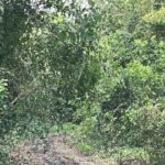 listing image thumbnail with ID 54495