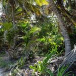 listing image thumbnail with ID 52961