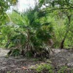 listing image thumbnail with ID 53839