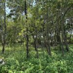 listing image thumbnail with ID 53204