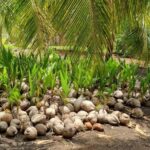 listing image thumbnail with ID 52359