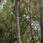 listing image thumbnail with ID 53831