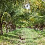 listing image thumbnail with ID 53920