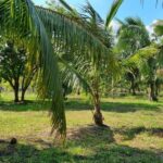 listing image thumbnail with ID 52365