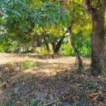 listing image thumbnail with ID 52732