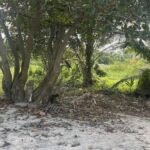 listing image thumbnail with ID 54691