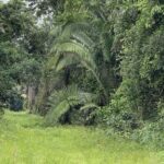 listing image thumbnail with ID 53076