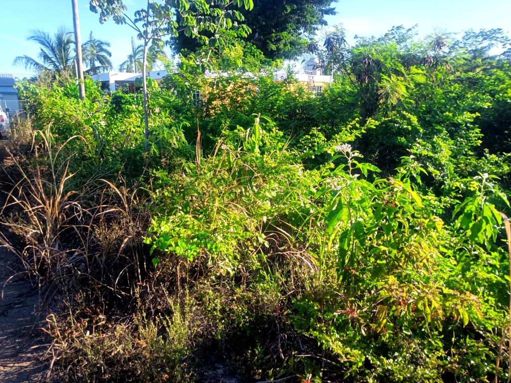 listing image with ID 51749