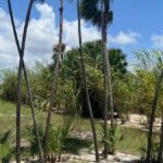 listing image thumbnail with ID 54149