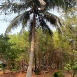 listing image thumbnail with ID 53832