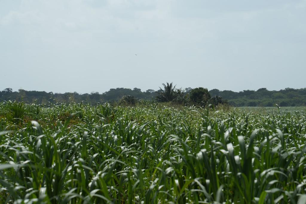 listing image with ID 56449
