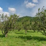 listing image thumbnail with ID 56202