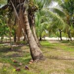 listing image thumbnail with ID 52360