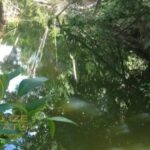 listing image thumbnail with ID 54075