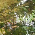 listing image thumbnail with ID 52475