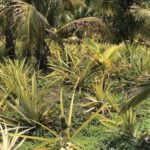 listing image thumbnail with ID 52834